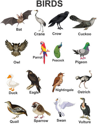 Littlebuds 80 cm Birds Removable Sticker(Pack of 1)