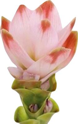 Futaba Ginger Torch Flower - Pink and Red - 100 Pcs Seed(100 per packet)