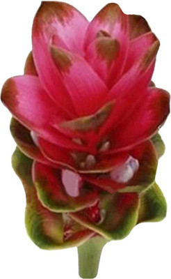 Redoak Ginger Torch Flower- Pink Seed(100 per packet)
