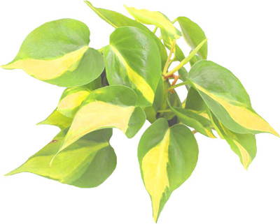 Futaba Philodendron Erubescens -Green-100Pcs Seed(100 per packet)
