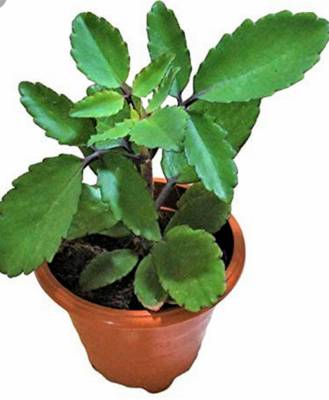Royal Rider Bryophyllum Pinnatum/Patharchatta Plant  (Hybrid, Pack of 1)