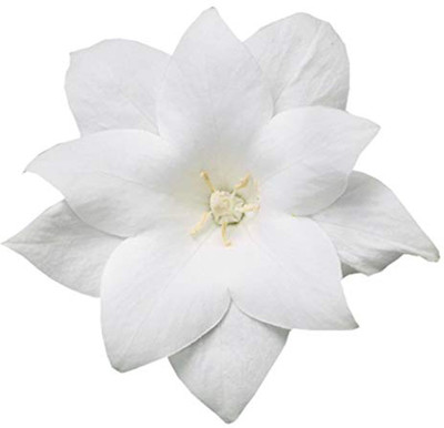 Futaba Platycodon Grandiflorum - 100 Pcs - White Seed(100 per packet)