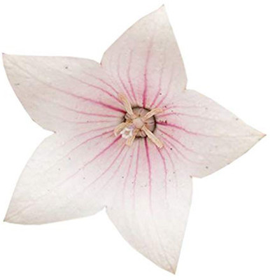 Futaba Platycodon Grandiflorum - 100 Pcs - Pink Seed(100 per packet)