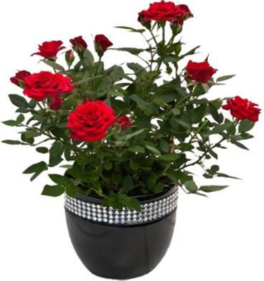 Starlink Rose Plant(Hybrid, Pack of 1)