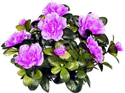 Futaba Azalea Iggy Flower -Violet-50Pcs Seed(50 per packet)