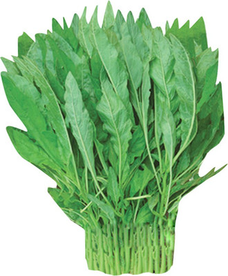 Futaba Willow Amaranth - Green -100 Pcs Seed(100 per packet)