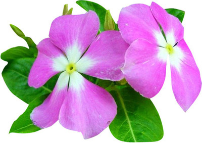Futaba Graines Periwinkle - Pink and White - 100 Pcs Seed(100 per packet)