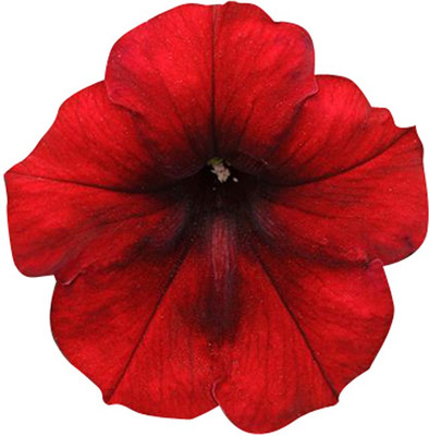 Futaba Star Petunia Flower - Deep Red -100 Pcs Seed(100 per packet)