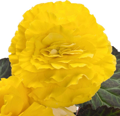 Redoak Rieger Begonia Flower Seeds-Yellow-50Pcs Seed(50 per packet)