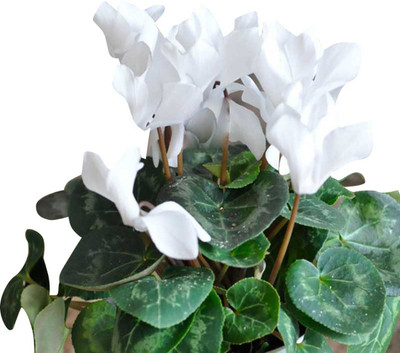 Futaba Cyclamen Flower - White -100 Seeds Seed(100 per packet)