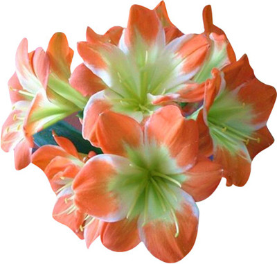 Redoak Clivia Miniata lily Flower Seeds-Orange And Green-100Pcs Seed(100 per packet)