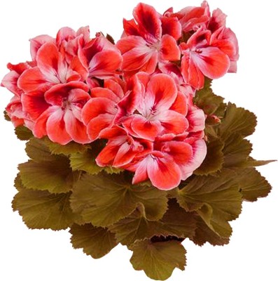 Futaba Japanese Rosebud Pelargonium Geranium Flower Seeds-Red-100Pcs Seed(100 per packet)