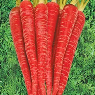 VibeX ™ XL-624-Carrot Red Seeds-120 x Seeds Seed(120 per packet)