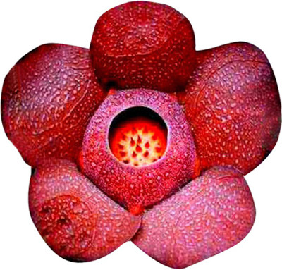 Futaba Rare Conophytum Ursprungianum Succulent - Blood Red - 10 Pcs Seed(10 per packet)