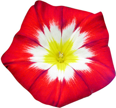 Redoak Climbing Morning Glory - Red and Yellow -100 Pcs Seed(100 per packet)
