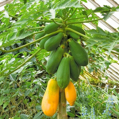 HN INTERNATIONAL F 1 Hybrid Seed(50 per packet)