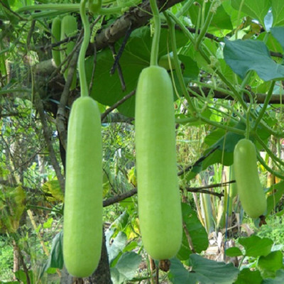 Corofitam Hybrid Bottle Gourd/Lauki Round Desi Variety Seed(50 per packet)