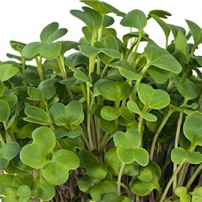 Airex Cress (Common Leaf) Microgreen Seeds - Pack Of AVG 30 - 50 Seeds x 6 Packet Seed(180 per packet)