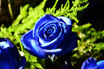 glowgreen BLUE ROSE GLOWGREEN Seed(50 per packet)
