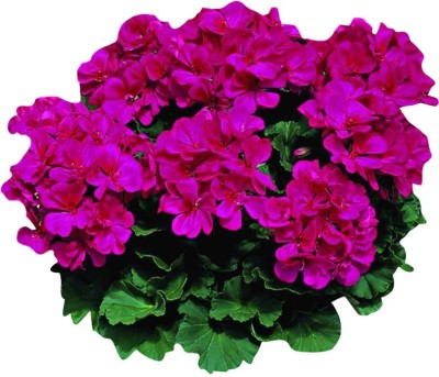 Futaba Japanese Rosebud Pelargonium Geranium Flower Seeds-Dark Pink-100Pcs Seed(100 per packet)