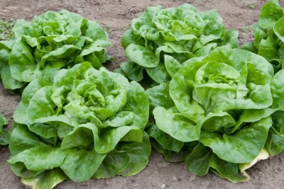 Airex Lettuce Salad (Butter Head Green) Microgreen Seeds - Pack Of AVG 50 - 100 Seeds x 2 Packet Seed(100 per packet)