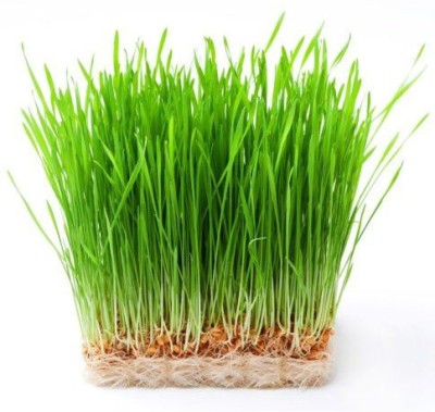 Airex Wheat Grass (Green Sprouts Leaf) Microgreen Seeds - Pack Of AVG 50 - 100 Seeds x 3 Packet Seed(150 per packet)