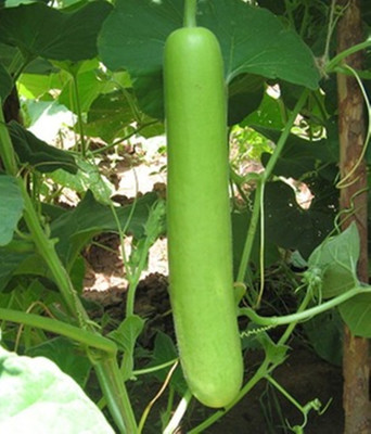 HN INTERNATIONAL Bottle Gourd (Lauki/Lau/Clabash) Seed(15 per packet)