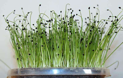 Airex Leek (American Flag) Microgreen Seeds - Pack Of AVG 30 - 50 Seeds x 7 Packet Seed(210 per packet)
