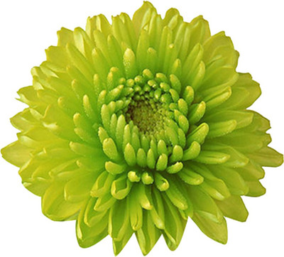 Futaba Miracle Daisy Chrysanthemum - Green - 100 Pcs Seed(100 per packet)