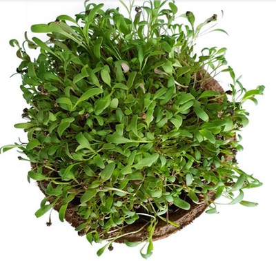 Airex Spinach (Green Sprouts) Microgreen Seeds - Pack Of AVG 50 - 100 Seeds x 1 Packet Seed(50 per packet)