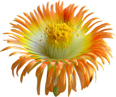 Futaba Cute Semillas Succulent Indoor - Orange - 100 Pcs Seed(100 per packet)