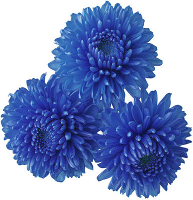 Redoak Miracle Daisy Chrysanthemum Seeds - Blue - 100 Pcs Seed(100 per packet)