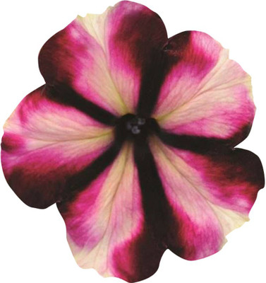 Futaba Petunia Kabloom Calibrachoa - Pink and Brown - 20 Pcs Seed(20 per packet)
