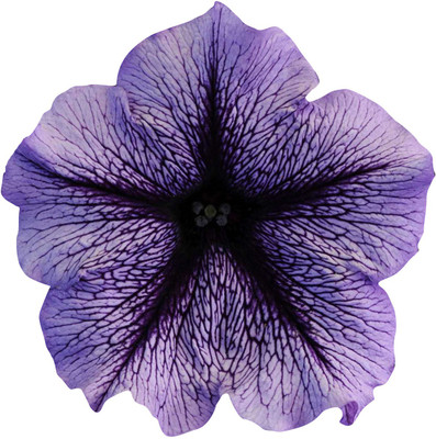 Futaba Petunia Kabloom Calibrachoa - Tinted Purple - 20 Pcs Seed(20 per packet)