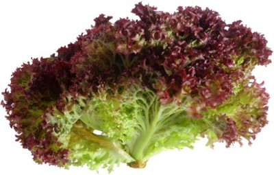 Airex Lettuce Salad (Lollo Rosso) Microgreen Seeds - Pack Of AVG 30 - 50 Seeds x 6 Packet Seed(180 per packet)