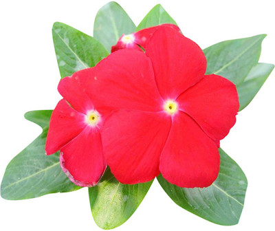 Futaba Graines Periwinkle - Red - 100 Pcs Seed(100 per packet)