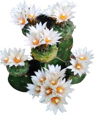 Futaba Rare Succulents Ornamental - White and Orange - 100 Pcs Seed(100 per packet)