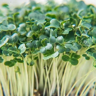 Airex Radish Padra (Leaf Radish) Microgreen Seeds - Pack Of AVG 30 - 50 Seeds x 10 Packet Seed(300 per packet)