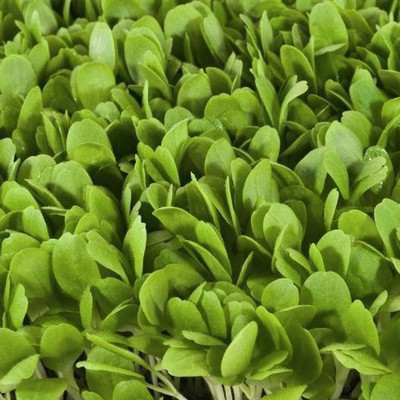 Airex Lettuce Salad (Oak Leaf Green) Microgreen Seeds - Pack Of AVG 50 - 100 Seeds x 7 Packet Seed(350 per packet)