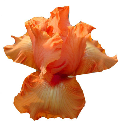 Redoak Butterfly Iris Tectorum Flower Seed - Orange - 100 Pcs Seed(100 per packet)