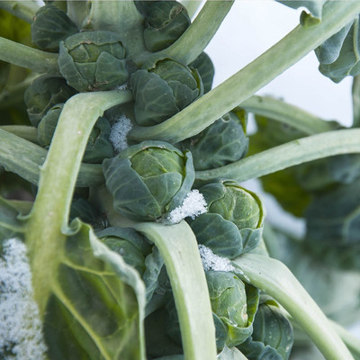Airex Brussels Sprouts (Long Island Green)) Microgreen Seeds - Pack Of AVG 30 - 50 Seeds x 9 Packet Seed(270 per packet)