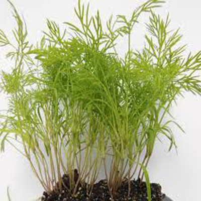 Airex Fennel Leaf Microgreen Seeds - Pack Of AVG 50 - 100 Seeds x 7 Packet Seed(350 per packet)