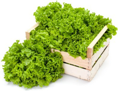 Airex Lettuce Salad (Grand Rapids) Microgreen Seeds - Pack Of AVG 30 - 50 Seeds x 1 Packet Seed(30 per packet)