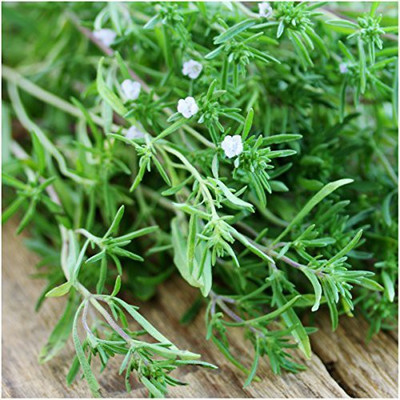 Airex Savory (Green Leaf) Microgreen Seeds - Pack Of AVG 30 - 50 Seeds x 1 Packet Seed(30 per packet)