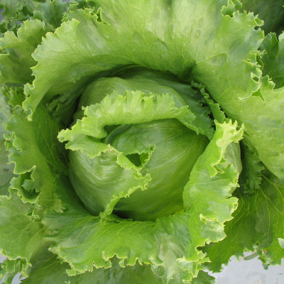 Airex Lettuce Salad (Ice Berg) Microgreen Seeds - Pack Of AVG 30 - 50 Seeds x 2 Packet Seed(60 per packet)