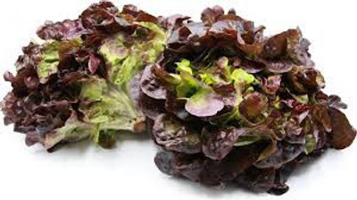 Airex Lettuce Salad Seed(450 per packet)