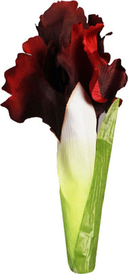 Futaba Butterfly Iris Tectorum Flower - Maroon - 100 Pcs Seed(100 per packet)
