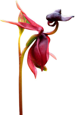 Redoak Flying Duck Orchid Seeds - Black - 100 Pcs Seed(100 per packet)