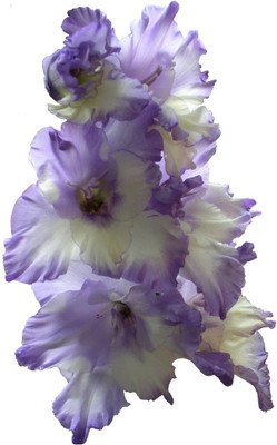 Futaba Sword Lily Flower - Whitish Blue - 200 Pcs Seed(200 per packet)