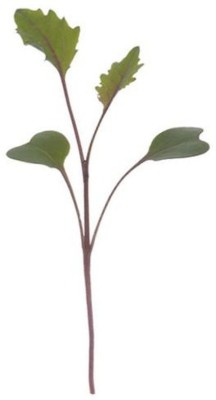 Antier Knol Rabi- Knol Khol (Green) Microgreen Seeds - Pack Of AVG 30 - 50 Seeds x 9 Packet Seed(270 per packet)